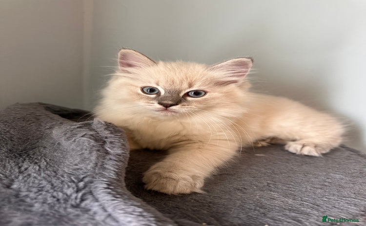 Ragdoll cats - Advert 2