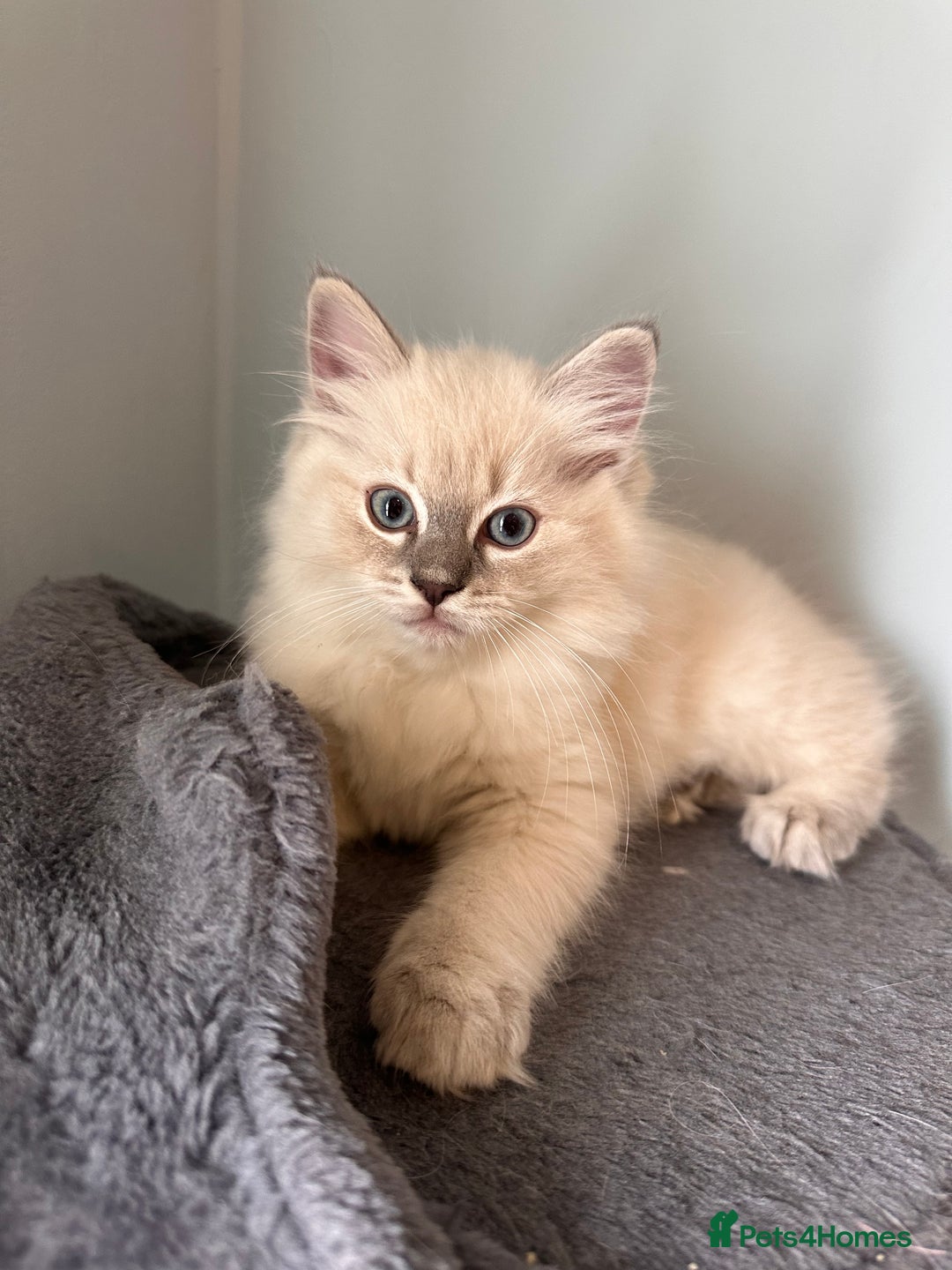 Ragdoll cats for sale: Ragdoll female kitten READY TO GO - Image 1