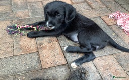 Mixed Breed dogs for sale: Gorgeous mix of Beagle x Sproodle (Springles) - Image 7