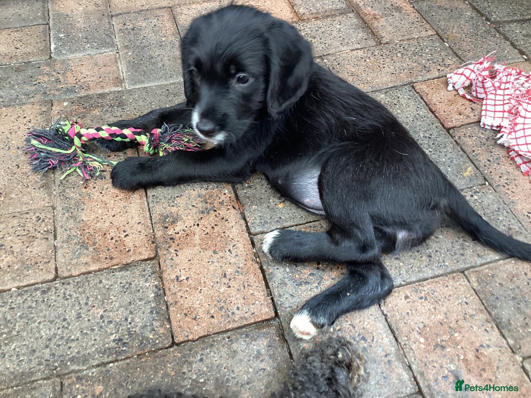 Mixed Breed dogs for sale: Gorgeous mix of Beagle x Sproodle (Springles) - Image 7