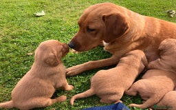 Labrador Retriever dogs for sale: STUNNING LITTER OF DARK FOX RED LABRADOR PUPPIES - Image 5