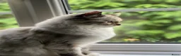 Ragdoll cats for sale: Ragdoll cat in need of loving new home  in Hemel Hempstead - Advert 2