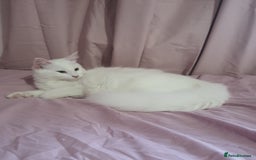 Turkish Angora cats for sale: Angoradoll kittens  - Image 1