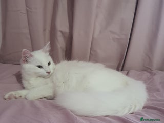 Turkish Angora cats - Advert 5