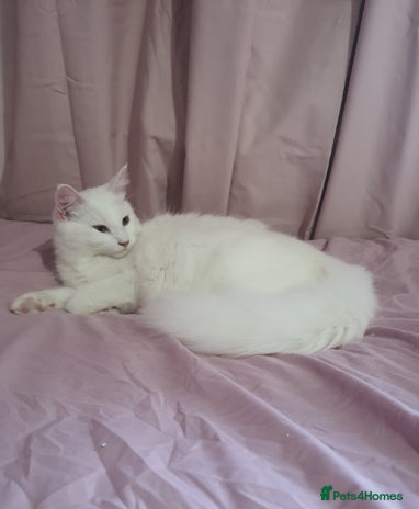 Turkish Angora cats - Advert 1