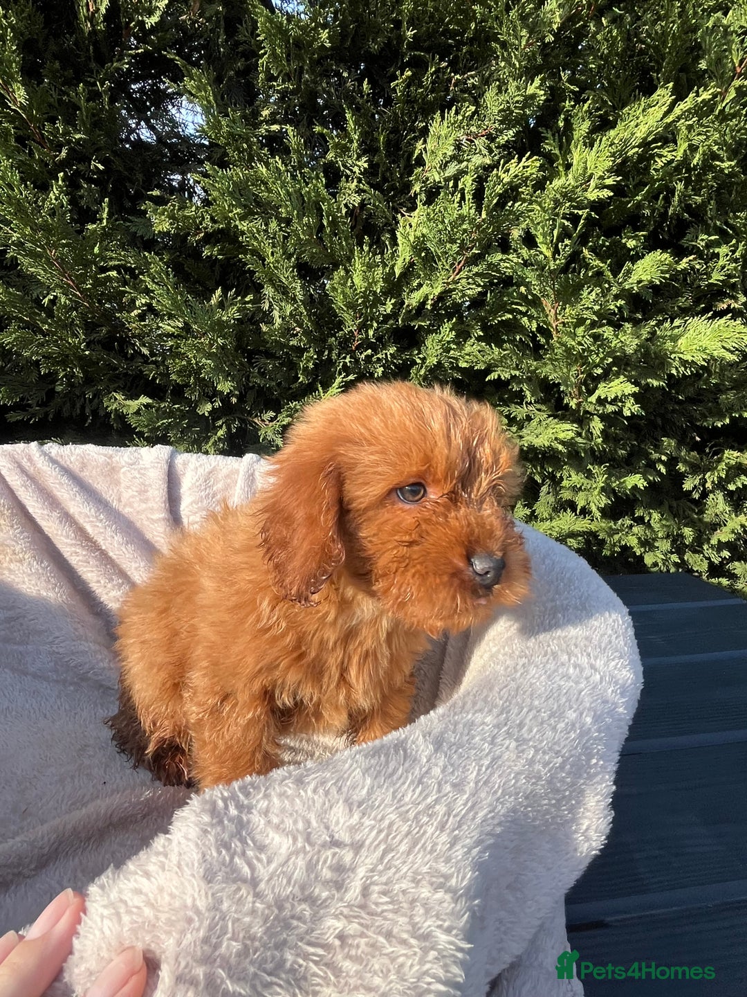 Cockapoo dogs for sale: Five beautiful cockapoos  - Advert 4