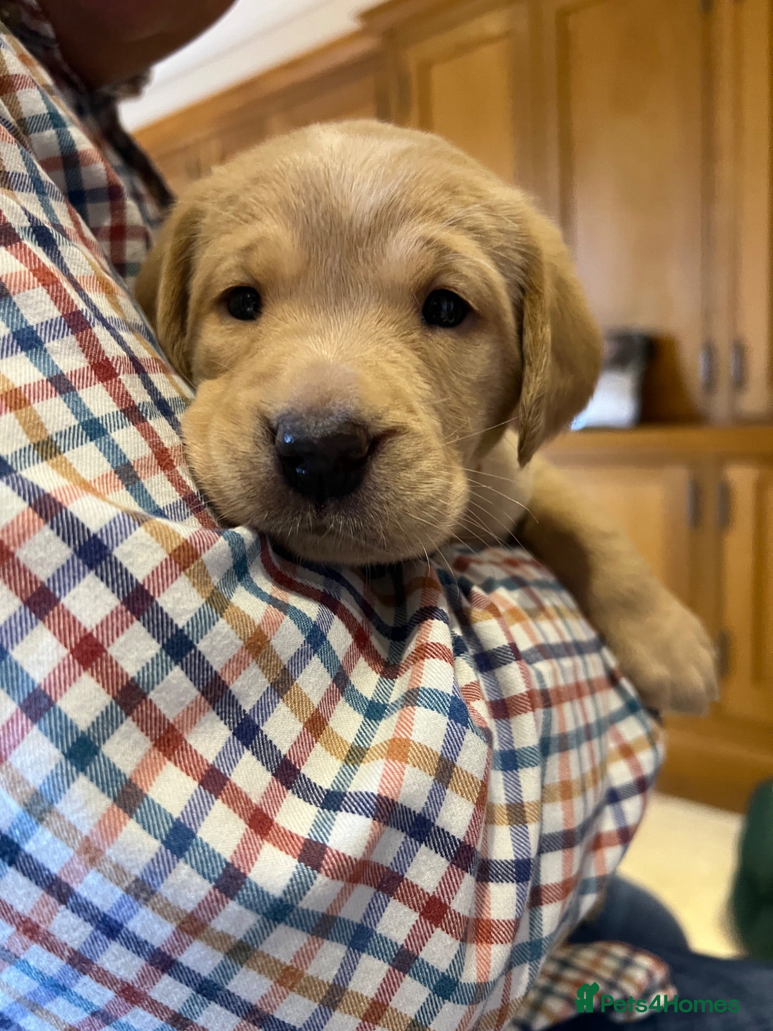 Labrador Retriever dogs Stunning KC Registered Champion line Puppies  - Advert 1