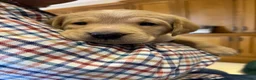 Labrador Retriever dogs for sale: Stunning KC Registered Champion line Puppies  - Advert 4