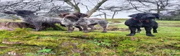 German Wirehaired Pointer dogs for sale: BEAUTIFUL CHUNKY KC REG GWP PUPS - Advert 3