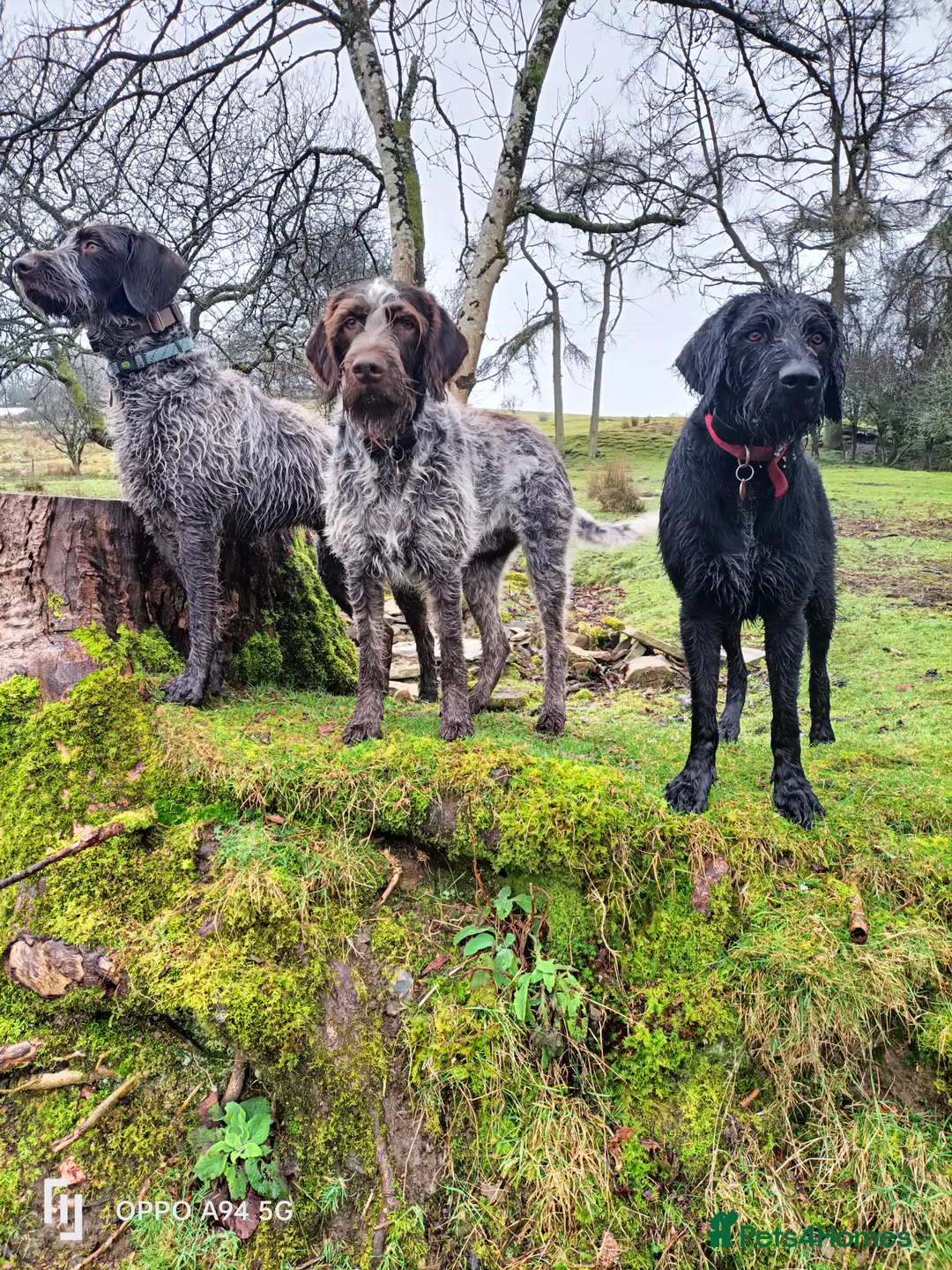 German Wirehaired Pointer dogs for sale: BEAUTIFUL CHUNKY KC REG GWP PUPS - Advert 3