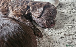Cockapoo dogs for sale: Cockapoo puppies - Image 27