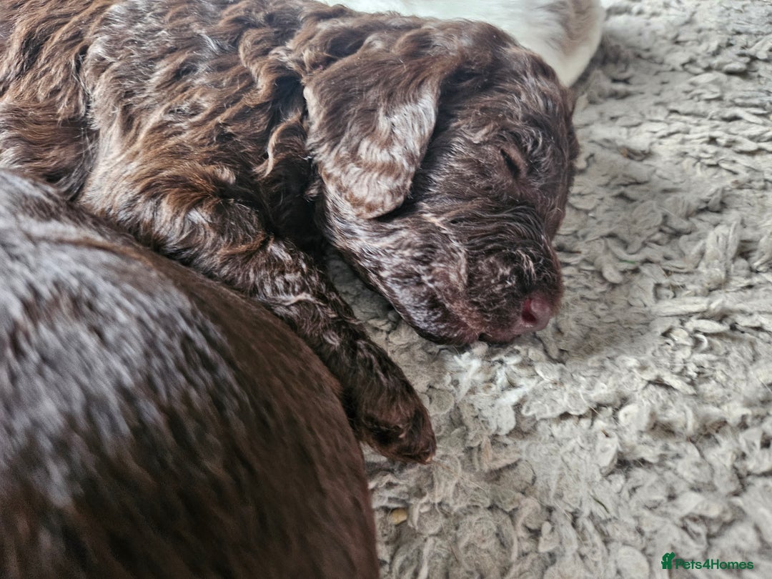 Cockapoo dogs for sale: Cockapoo puppies - Image 27