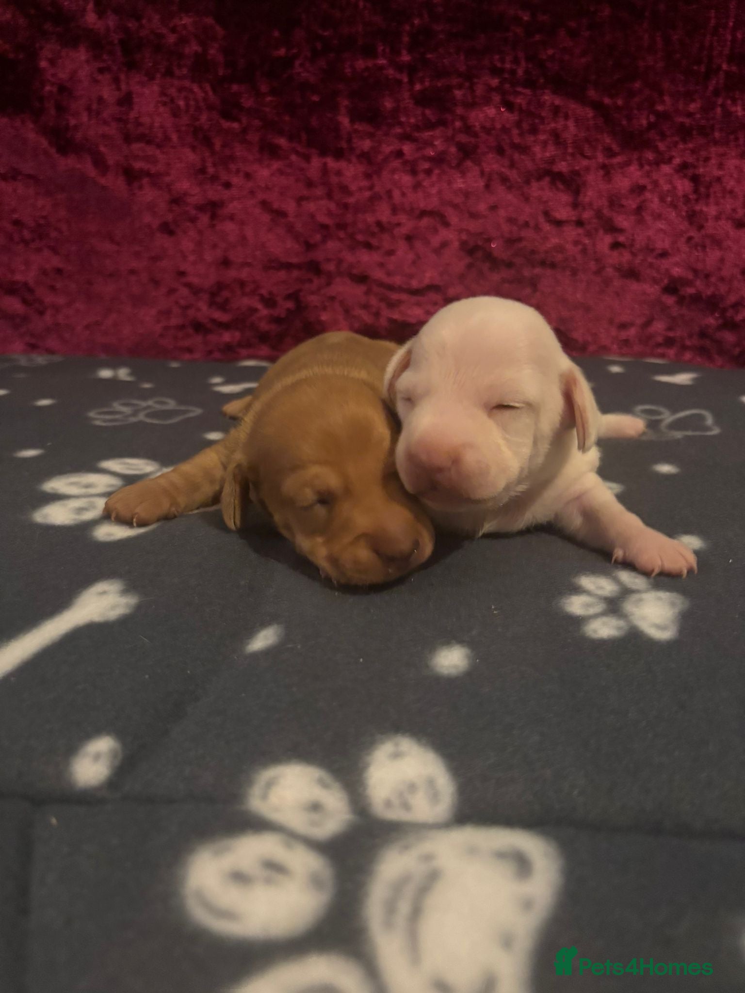 Miniature Dachshund dogs Miniature Dachshund available  - Advert 2