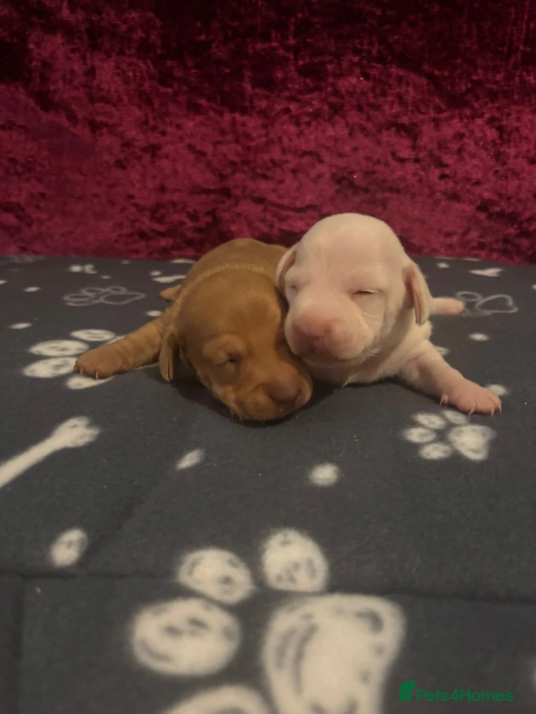 Miniature Dachshund dogs for sale: Miniature Dachshund available  - Advert 2