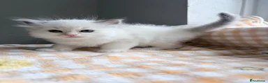 Tortie mitted girl 1