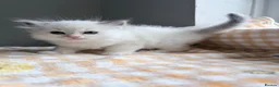 Ragdoll cats for sale: TICA Registered Ragdoll Kittens - Advert 19