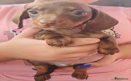 Miniature Dachshund dogs for sale: Miniature dachshund puppies  - Image 5