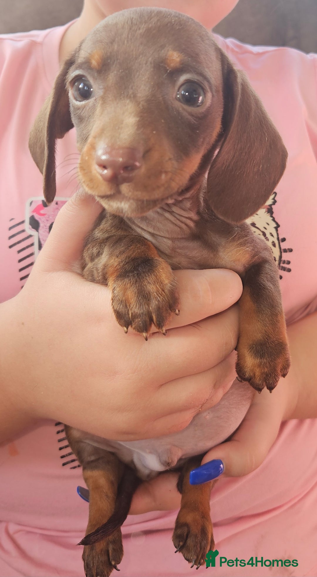 Miniature Dachshund dogs for sale: Miniature dachshund puppies  - Image 5
