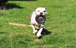 American Bulldog dogs for sale: Rescue Ozzy  - Image 25