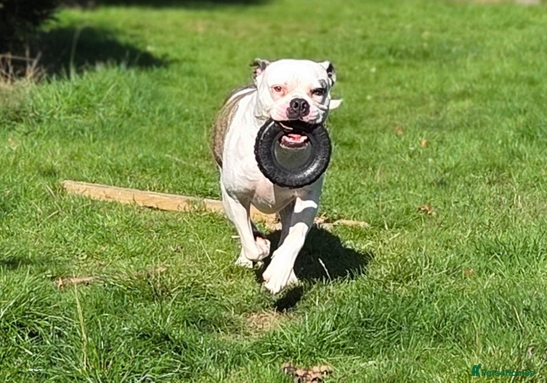 American Bulldog dogs for sale: Rescue Ozzy  - Image 25