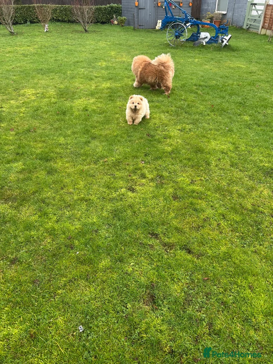 Chow Chow dogs for sale:  READY NOW amazing cream chow chow boy - Advert 17