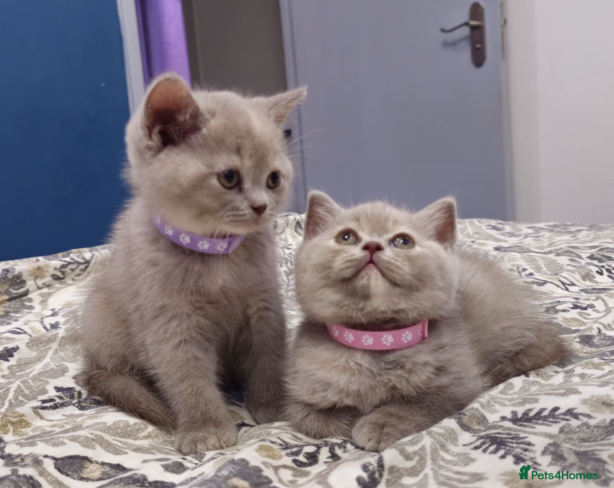 British Shorthair cats for sale:  *READY TO GO* beautiful British shorthair/ long - Advert 1