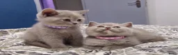 British Shorthair cats for sale:  *READY TO GO* beautiful British shorthair/ long - Advert 1