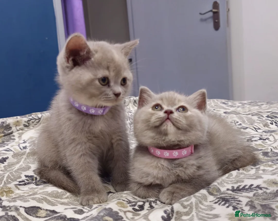 British Shorthair cats for sale:  *READY TO GO* beautiful British shorthair/ long - Advert 1