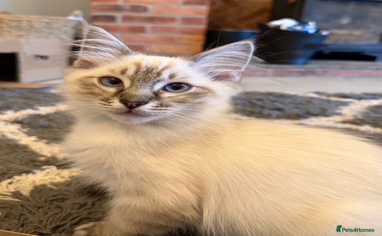 Ragdoll cats - Advert 4