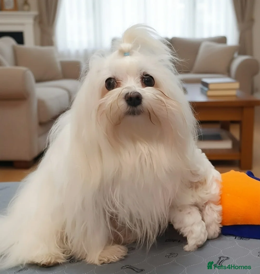 Maltese dogs for sale: Adorable Korean Matlese Puppies - Advert 4