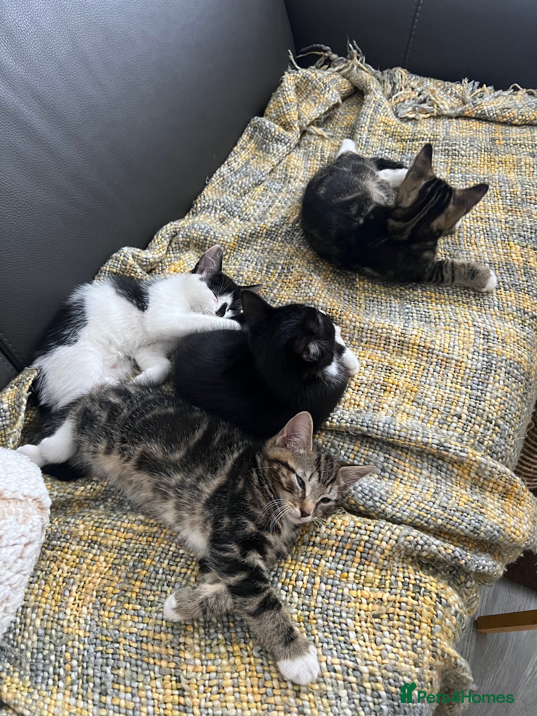 British Shorthair cats for sale: Playful kittens ready for loving homes - Image 3