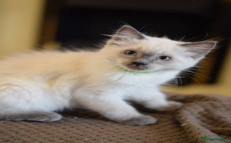 Ragdoll cats - Advert 14