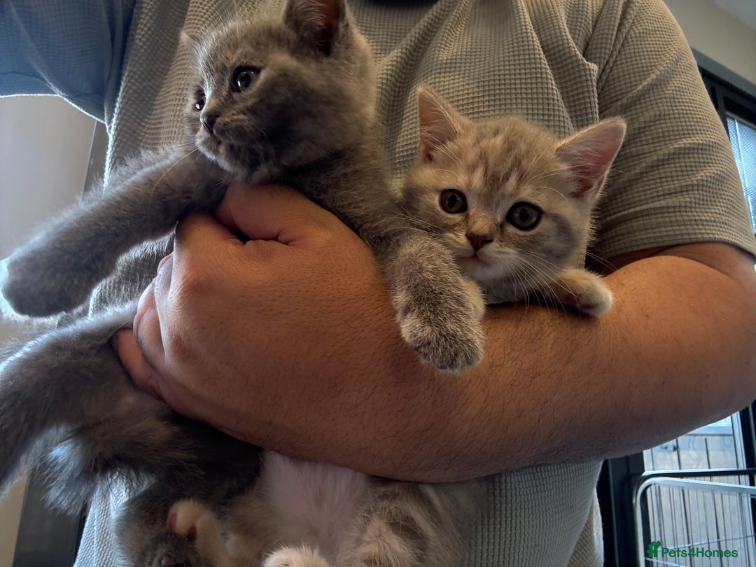 British Shorthair cats for sale: British shorthair hair kittens  - Image 13