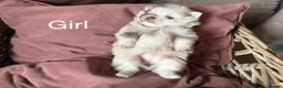 Pomeranian dogs for sale: Lilac Merle Babies - Petite, Quality, Teddy Pups - Advert 6