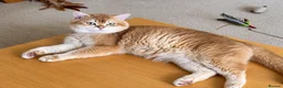 British Shorthair cats for stud: British Shorthair Cinnamon gold - Advert 9