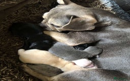 Mixed Breed dogs for sale: Two beautiful puppies left. - Advert 7