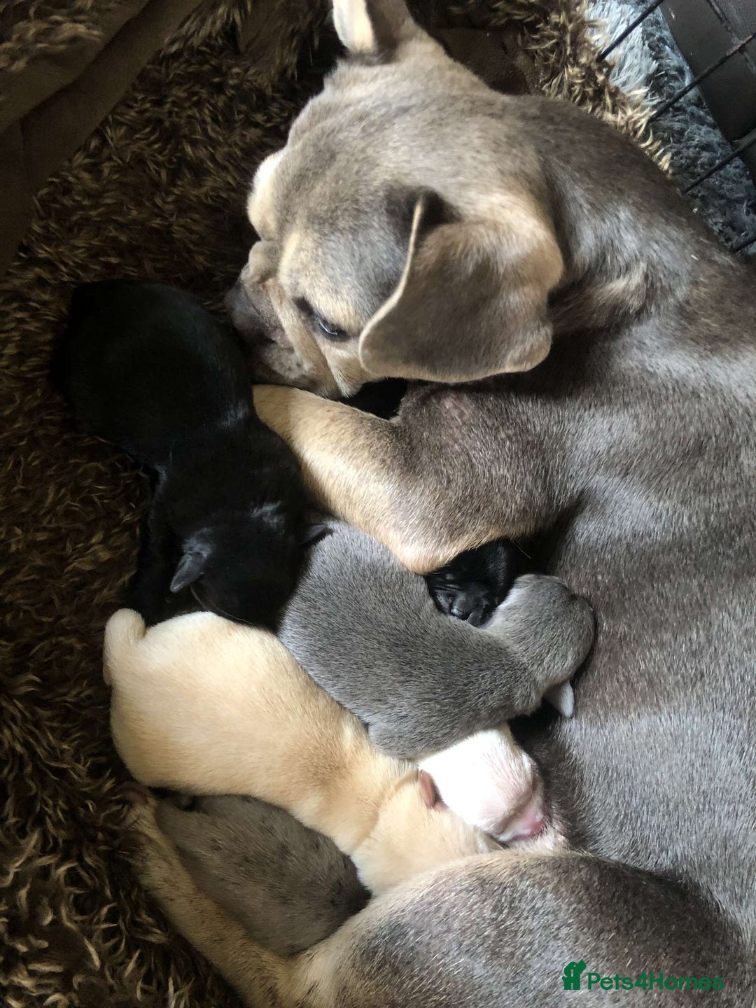 Mixed Breed dogs for sale: Two beautiful puppies left. - Advert 7