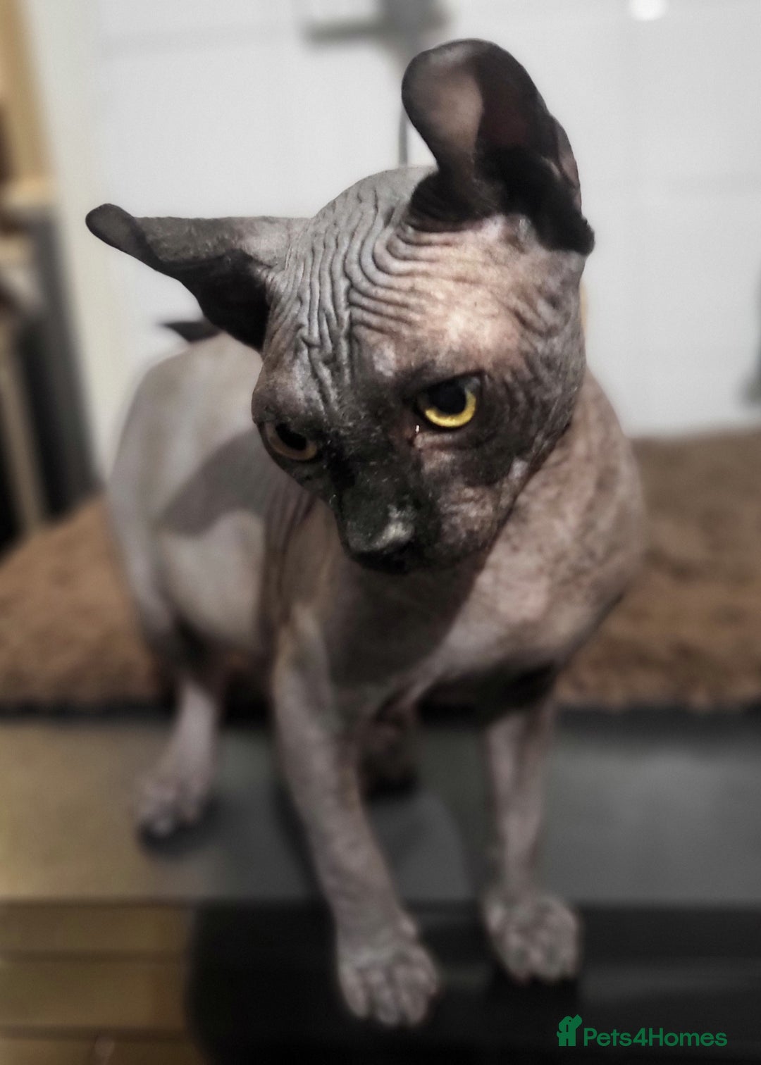 Sphynx cats for sale: Elf sphynx boy  - Advert 3