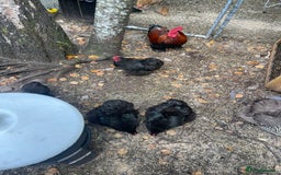 Chickens poultry for sale: Pekin bantam chickens  - Image 4