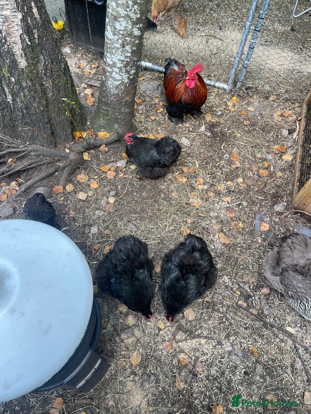 Chickens poultry for sale: Pekin bantam chickens  - Image 4