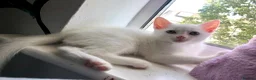 Khao Manee cats for sale: 4 months old khao manee kitten for sale male  - Advert 3