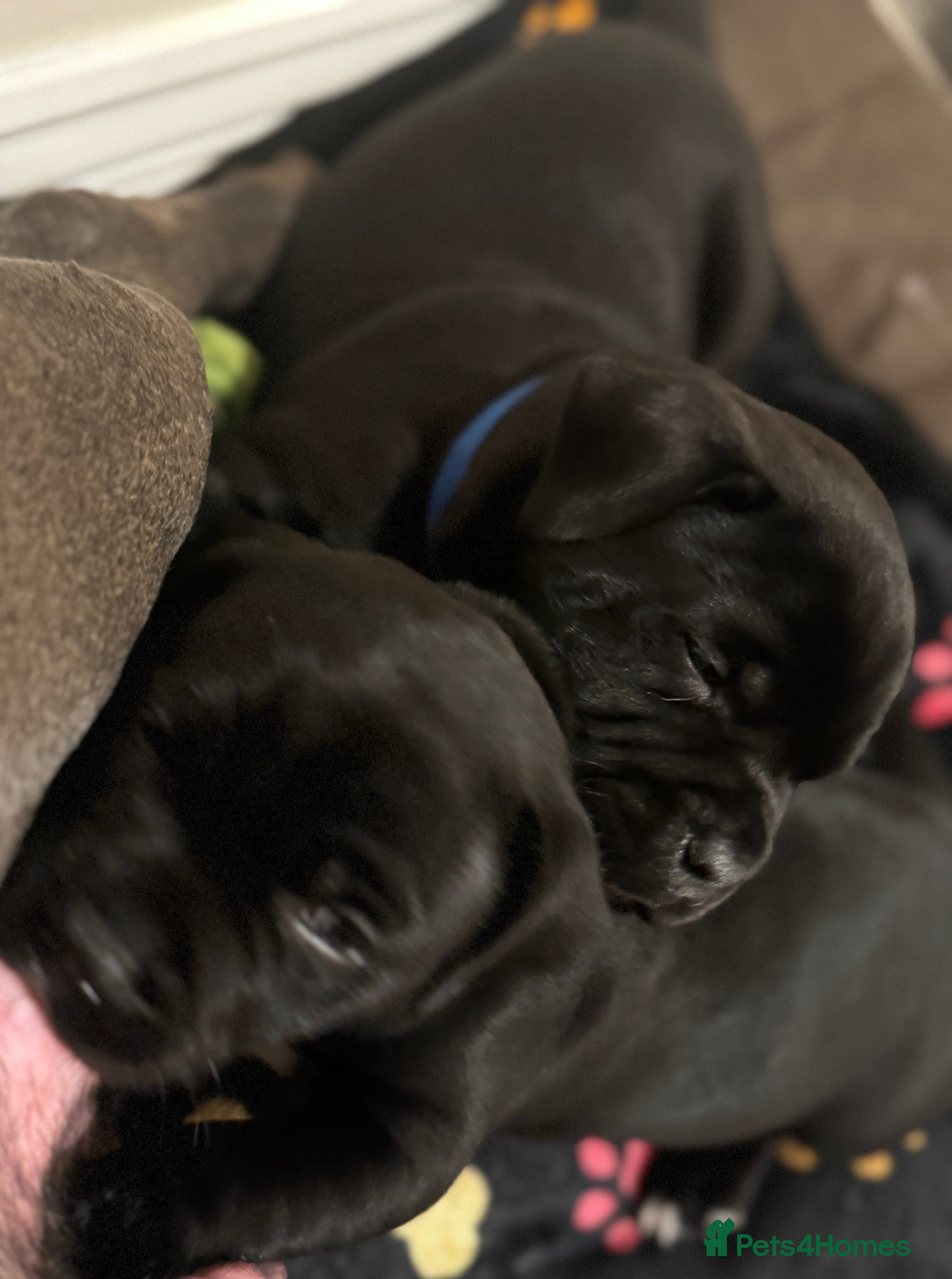 Staffordshire Bull Terrier dogs Puppies for sale  - Advert 5