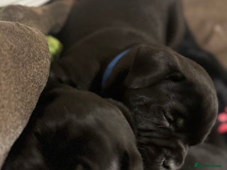 Staffordshire Bull Terrier dogs Puppies for sale - Advert 15