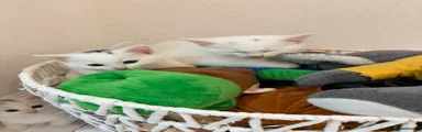 Turkish Angora 3