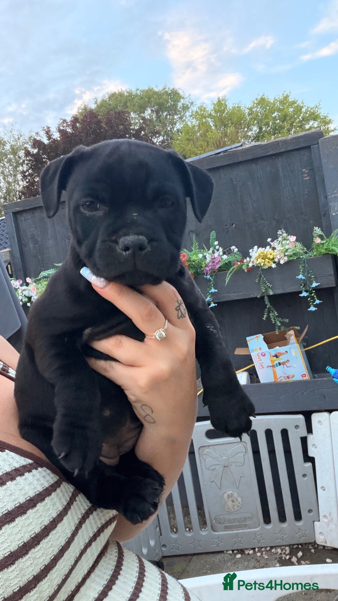 Staffordshire Bull Terrier dogs Champion Staffordshire bullterrier puppies - Advert 2