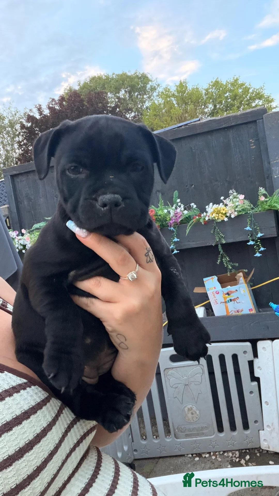 Staffordshire Bull Terrier dogs for sale: READY NOW Staffordshire bullterrier puppies - Advert 2