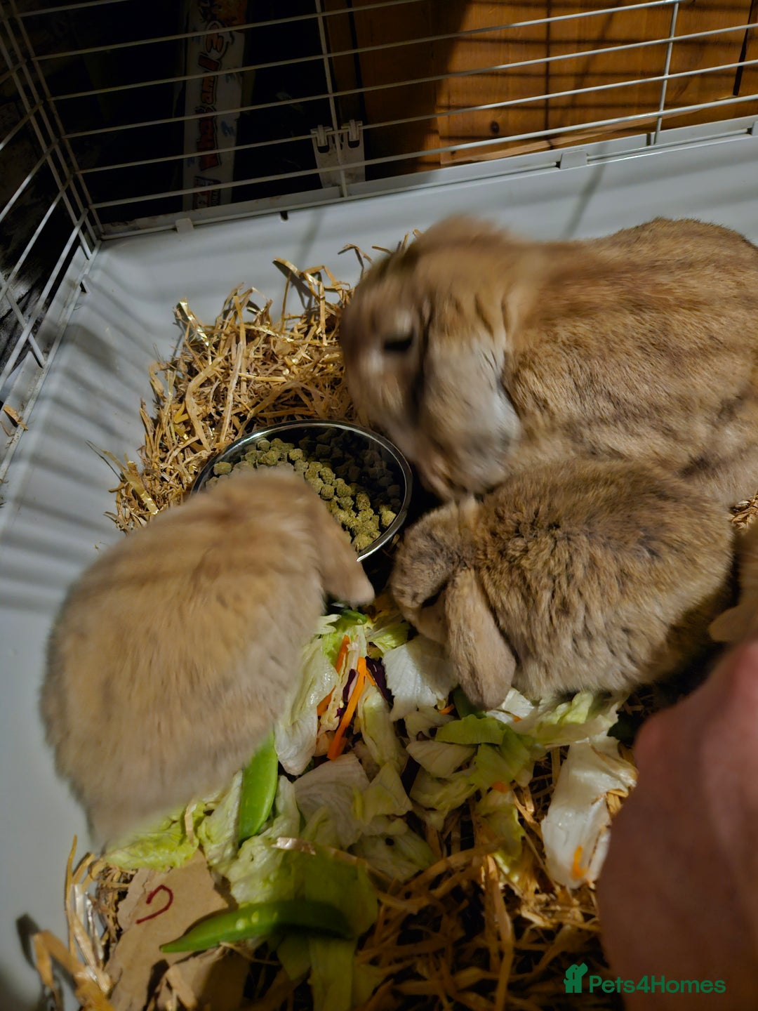 Mini Lop rabbits for sale: Mini lop bunnies  - Advert 3
