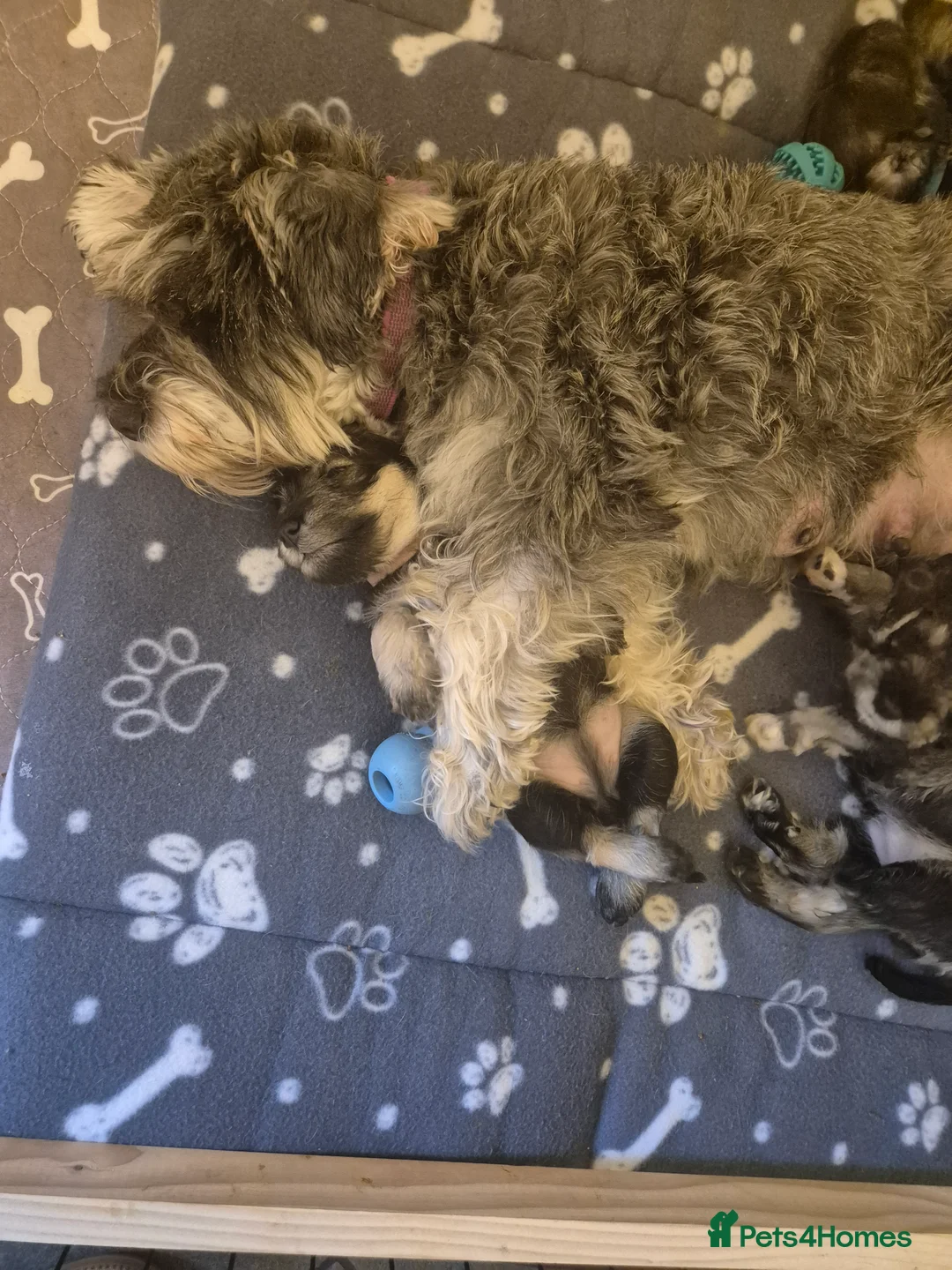Miniature Schnauzer dogs for sale: KC Registered Miniature Schnauzer Puppies - Advert 7