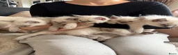 Ragdoll cats for sale: Blue point ragdoll kittens  - Advert 6