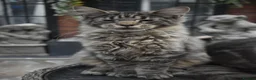 Maine Coon cats for sale: Gorgeous Champion Bloodline Maine Coon Kittens - Advert 22